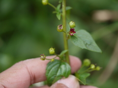 Scrophularia peregrina