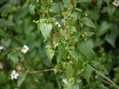 Scrophularia peregrina
