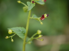 Scrophularia peregrina
