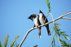 Pycnonotus jocosus