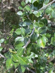 Commiphora pyracanthoides