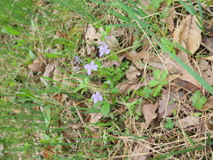 Viola labradorica
