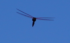Tramea limbata