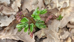 Corydalis cava cava