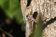 Calotes versicolor