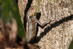 Calotes versicolor