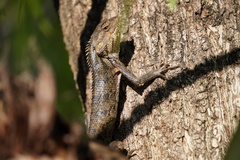 Calotes versicolor