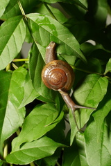 Macrochlamys indica