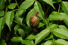 Macrochlamys indica