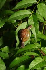 Macrochlamys indica