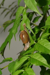 Macrochlamys indica