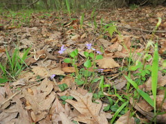 Viola labradorica