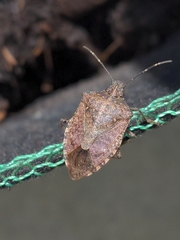 Halyomorpha halys