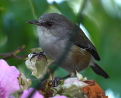 Zosterops borbonicus