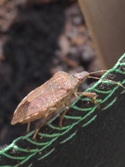 Halyomorpha halys