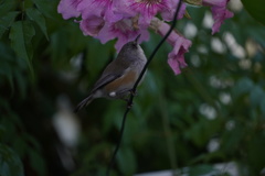 Zosterops borbonicus
