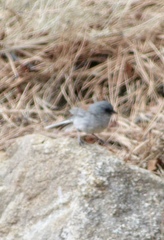 Junco hyemalis dorsalis