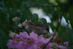 Zosterops borbonicus
