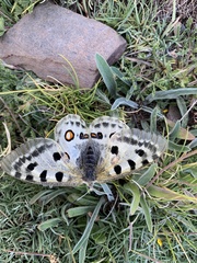 Parnassius apollo nevadensis