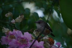 Zosterops borbonicus