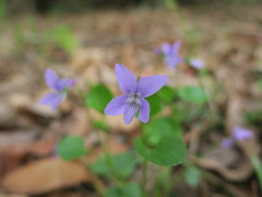 Viola labradorica