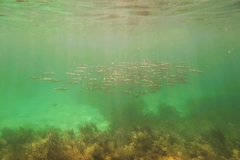 Aldrichetta forsteri