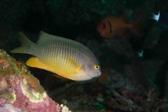 Plectroglyphidodon gascoynei