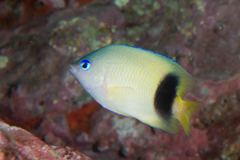 Plectroglyphidodon johnstonianus