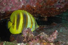 Chaetodon rainfordi