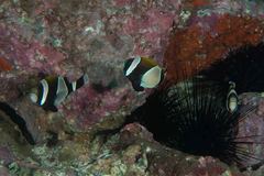 Amphiprion latezonatus