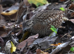 Turnix nigricollis