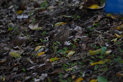 Turnix nigricollis