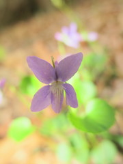 Viola labradorica