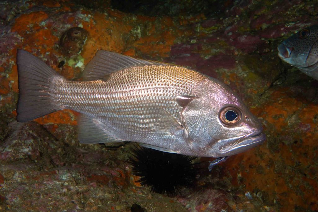 Pearl perch (Glaucosoma scapulare) — Glaucosomatidae