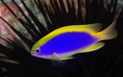 Chrysiptera flavipinnis