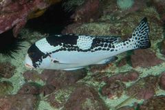 Plectorhinchus pica