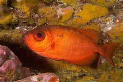Priacanthidae