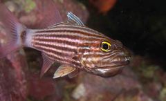 Cheilodipterus macrodon