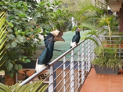 Bycanistes subcylindricus