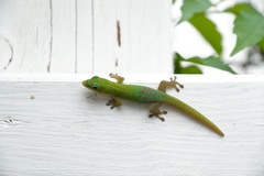 Phelsuma laticauda