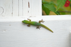 Phelsuma laticauda