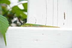 Phelsuma laticauda