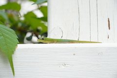 Phelsuma laticauda