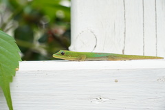 Phelsuma laticauda