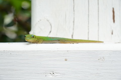 Phelsuma laticauda