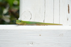 Phelsuma laticauda