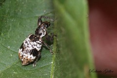 Hadromeropsis argentinensis