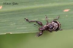 Hadromeropsis argentinensis