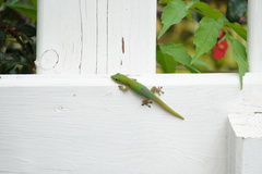 Phelsuma laticauda