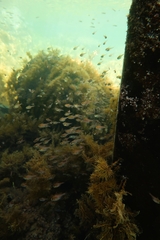 Pempheris klunzingeri